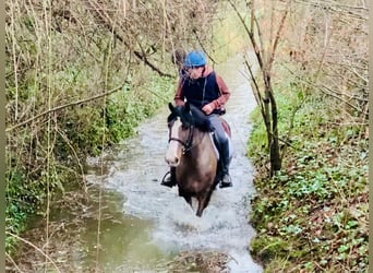 Cob, Caballo castrado, 4 años, 148 cm, Castaño