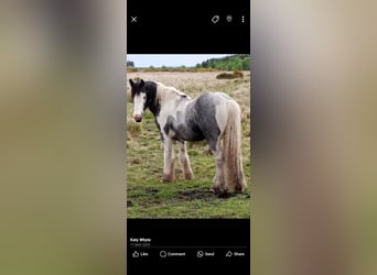 Cob, Caballo castrado, 4 años, 152 cm