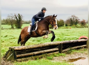 Cob, Caballo castrado, 4 años, 152 cm, Castaño