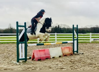 Cob, Caballo castrado, 4 años, 152 cm, Pío