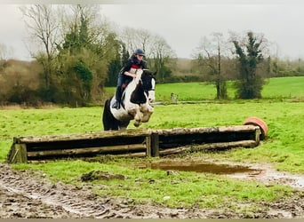 Cob, Caballo castrado, 4 años, 152 cm, Pío