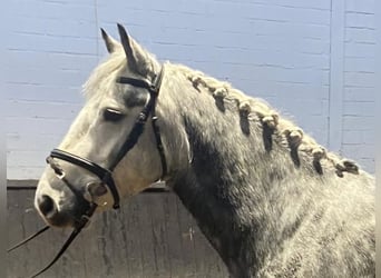 Cob, Caballo castrado, 4 años, 152 cm, Tordo