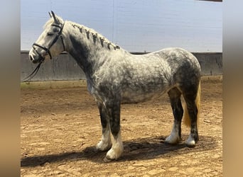 Cob, Caballo castrado, 4 años, 152 cm, Tordo