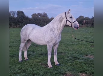 Cob, Caballo castrado, 4 años, 152 cm, Tordo