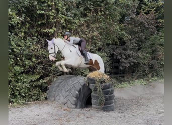 Cob, Caballo castrado, 4 años, 153 cm, Tobiano-todas las-capas