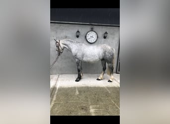 Cob, Caballo castrado, 4 años, 153 cm, Tordo