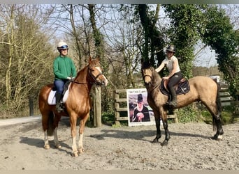 Cob Mestizo, Caballo castrado, 4 años, 154 cm, Alazán-tostado