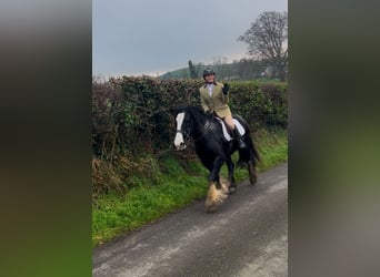 Cob, Caballo castrado, 4 años, 154 cm, Negro