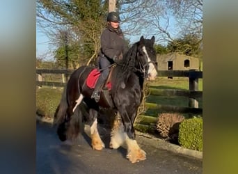 Cob, Caballo castrado, 4 años, 154 cm, Negro