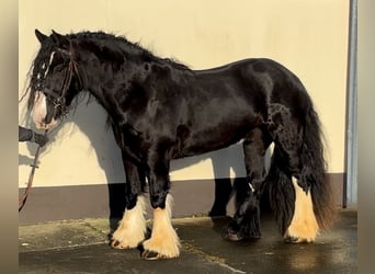 Cob, Caballo castrado, 4 años, 154 cm, Negro