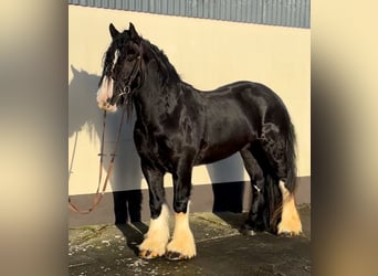 Cob, Caballo castrado, 4 años, 154 cm, Negro