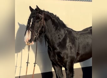 Cob, Caballo castrado, 4 años, 154 cm, Negro