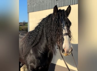 Cob, Caballo castrado, 4 años, 154 cm, Negro