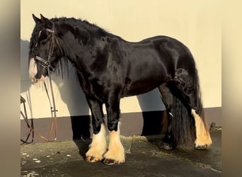 Cob, Caballo castrado, 4 años, 154 cm, Negro