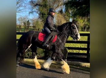 Cob, Caballo castrado, 4 años, 154 cm, Negro