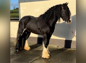 Cob, Caballo castrado, 4 años, 154 cm, Negro