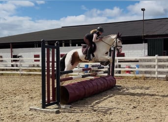 Cob, Caballo castrado, 4 años, 154 cm, Tobiano-todas las-capas