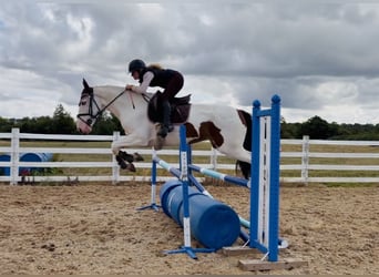 Cob, Caballo castrado, 4 años, 154 cm, Tobiano-todas las-capas