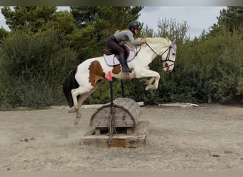 Cob, Caballo castrado, 4 años, 154 cm, Tobiano-todas las-capas