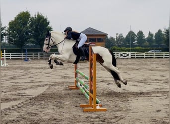 Cob, Caballo castrado, 4 años, 154 cm, Tobiano-todas las-capas