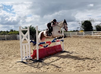 Cob, Caballo castrado, 4 años, 154 cm, Tobiano-todas las-capas