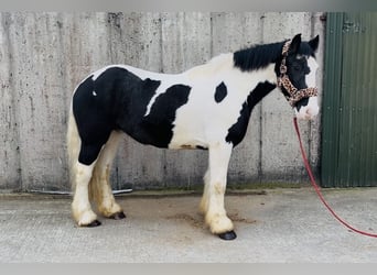 Cob, Caballo castrado, 4 años, 155 cm, Atigrado/Moteado