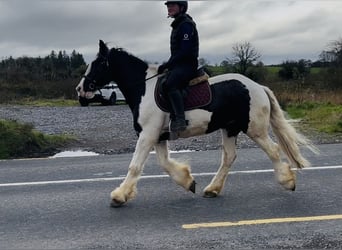 Cob, Caballo castrado, 4 años, 155 cm, Atigrado/Moteado