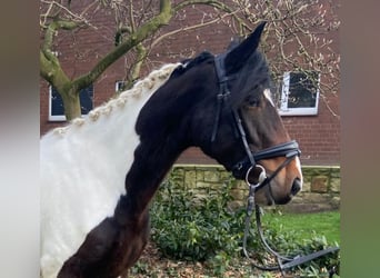 Cob, Caballo castrado, 4 años, 156 cm, Pío