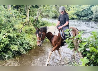 Cob, Caballo castrado, 4 años, 158 cm, Pío