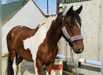 Cob, Caballo castrado, 4 años, 158 cm, Pío