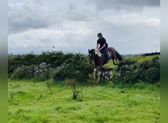 Cob, Caballo castrado, 4 años, 158 cm, Pío