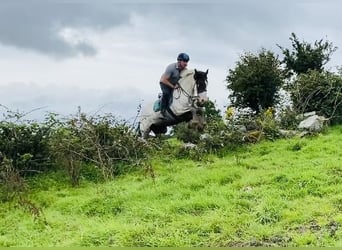 Cob, Caballo castrado, 4 años, 158 cm, Pío