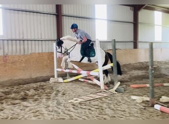 Cob, Caballo castrado, 4 años, 158 cm, Pío