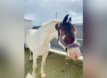 Cob, Caballo castrado, 4 años, 158 cm, Pío