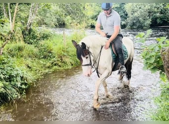 Cob, Caballo castrado, 4 años, 158 cm, Pío