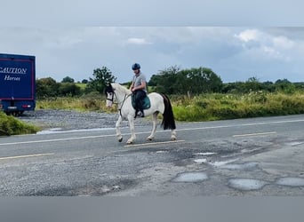 Cob, Caballo castrado, 4 años, 158 cm, Pío