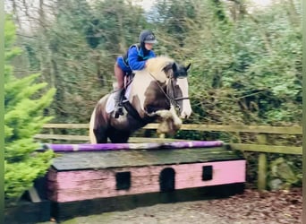 Cob, Caballo castrado, 4 años, 160 cm, Pío