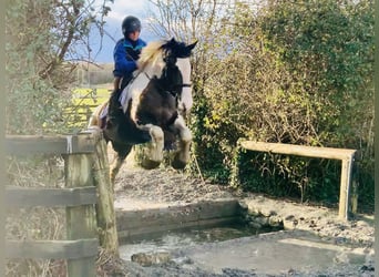 Cob, Caballo castrado, 4 años, 160 cm, Pío