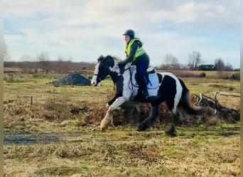 Cob, Caballo castrado, 4 años, 160 cm, Pío