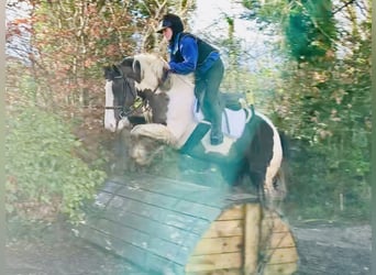 Cob, Caballo castrado, 4 años, 160 cm, Pío