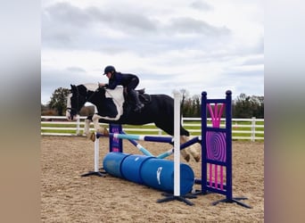 Cob, Caballo castrado, 4 años, 163 cm, Pío