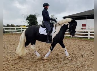Cob, Caballo castrado, 4 años, 163 cm, Pío