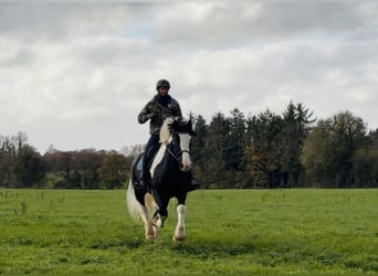 Cob, Caballo castrado, 4 años, 163 cm, Pío