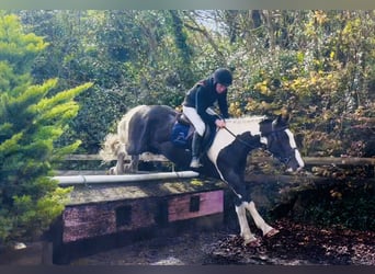 Cob, Caballo castrado, 4 años, 163 cm, Pío
