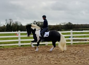 Cob, Caballo castrado, 4 años, 163 cm, Pío