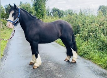 Cob, Caballo castrado, 5 años, 128 cm, Negro