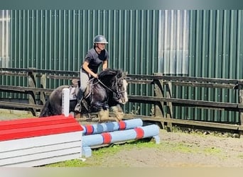 Cob, Caballo castrado, 5 años, 128 cm, Negro