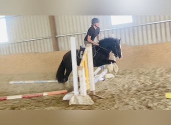 Cob, Caballo castrado, 5 años, 128 cm, Negro