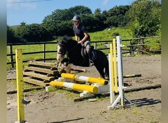 Cob, Caballo castrado, 5 años, 128 cm, Negro