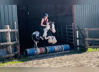 Cob, Caballo castrado, 5 años, 128 cm, Pío